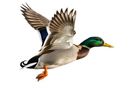 Mallards Scratch Kitchen logo